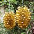BALADI T2 + T4 AMBRE